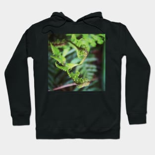 Lush green ferns 2 Hoodie